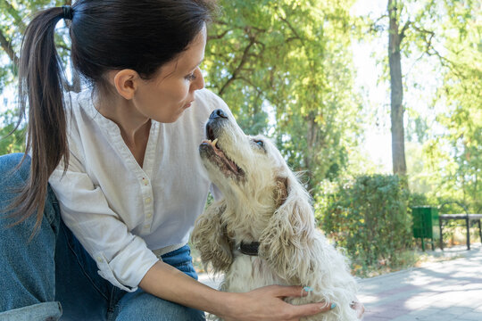 Elderly dog spaniel with owner young woman spend a day at the park playing and having fun