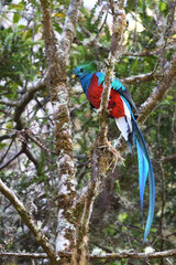 Resplendent quetzal is perching on moss branch