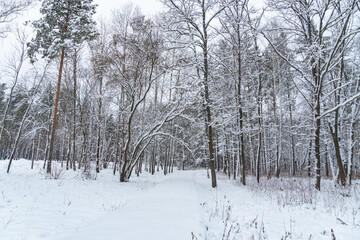 Road through frozen forest with snow. Winter landscape