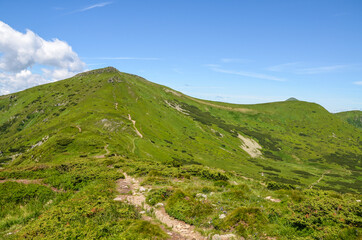 Fototapeta premium Picturesque summer mountain landscape with green Carpathian mountains range and blue sky on a sunny day, Ukraine
