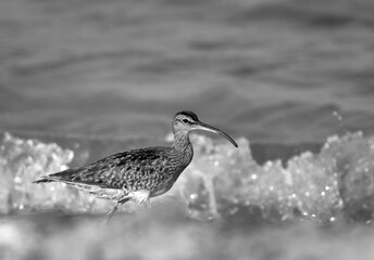 Whimbrel in the morning hours at Busaiteen coast, Bahrain