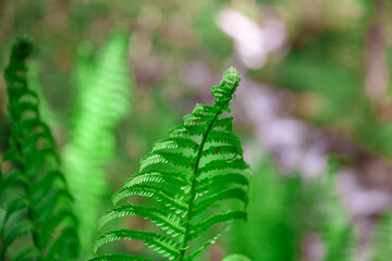 Fresh green fern leafs, close up