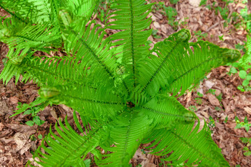 Fresh green fern leafs, close up