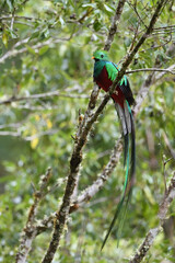 Resplendent quetzal is perching on moss branch