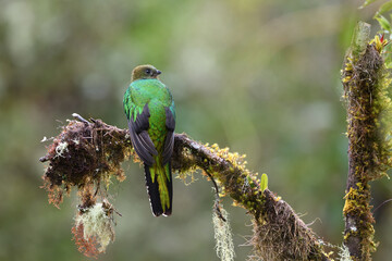 Resplendent quetzal female is perching on moss branch