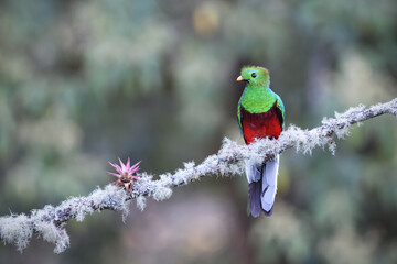 Resplendent quetzal is perching on moss branch with bromelia