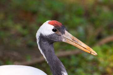 Vogel im Zoo