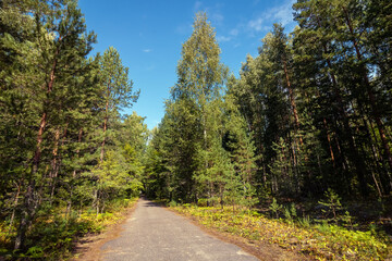 Fototapeta na wymiar Road in the forest in summer, background.