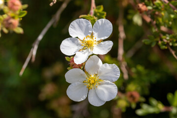 Two white apple tree flowers