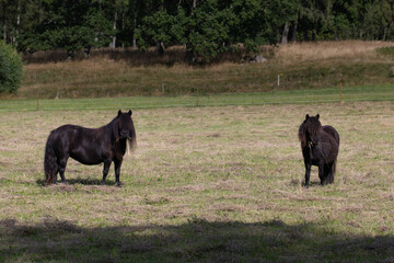 Shetland ponies on a field