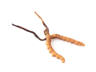Cordyceps isolated on white background
