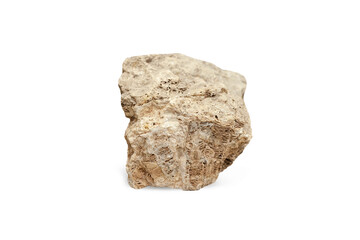 Fossilized four-beam coral of the genus  isolated on white background