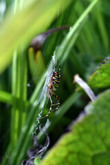 Wespenspinne seitlich im Netz