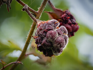 Makro einer verschimmelten und vergammelten Brombeere (Rubus) an einem Strauch