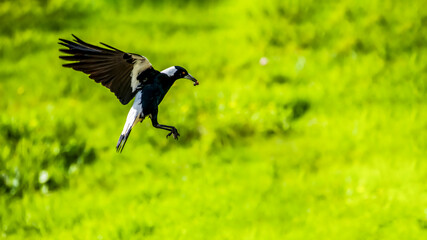 Magpie in flight