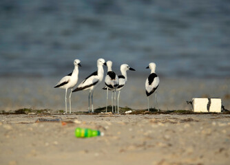 Beautiful Crab plovers and ugly garbage dumps at Busaiteen coast, Bahrain