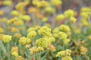 カリフォルニアシャスタ山の黄色い高山植物（硫黄の花、Sulfur Flower Buckwheat、Eriogonum umbellatum）
