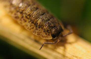 Woodlice 02 - Miriam Ruddy