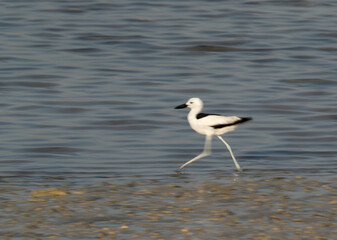 Crab plover  moving at Busaiteen coast Bahrain. A photograph by panning technique to show  motion
