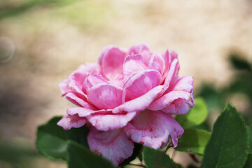 A close up shot of a beautiful pink rose shining softly in the sun