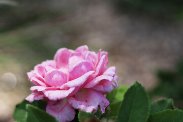 A close up shot of a beautiful pink rose shining softly in the sun