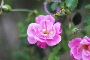 Fototapeta na wymiar A closeup shot of a couple of vibrant pink flowers