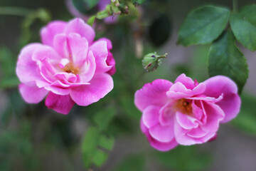 Fototapeta na wymiar A closeup shot of a couple of vibrant pink flowers