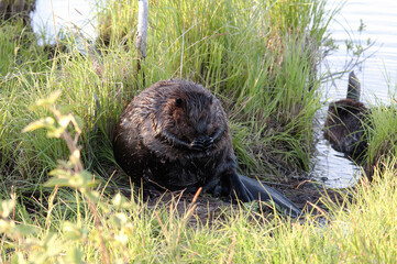 Beaver Stock Photos. Close-up profile view sitting on grass by the pond while grooming and displaying brown fur, body, head, eyes. ears, tail, fur in its environment making a show. Praying paws. ©  Aline