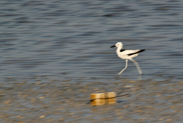 Fototapeta na wymiar Crab plover moving at Busaiteen coast Bahrain. A photograph with panning technique to how motion.