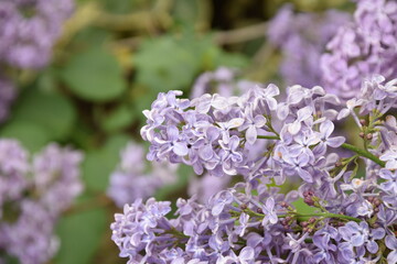 Fototapeta premium Flores de lilo moradas con fondo verde