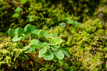 Wood sorrel growing between green moss on a forest floor. Oxalis acetosella. Common wood sorrel is sometimes referred to as a shamrock and given as a gift on St. Patrick's Day. Close-up, macro photo.