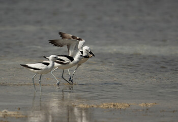 Crab plover snatching a crab from other at Busaiteen coast, Bahrain