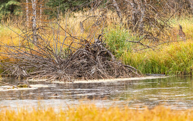Beaver Lodge in the Snake River surrounded by Fall color in Grand Teton National Park