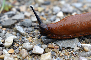 Kopf einer Roten Wegschnecke auf einem Kiesweg