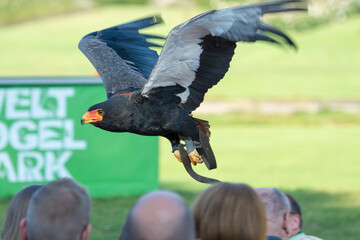 Falke bei einer Flugshow