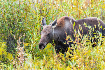 Closeup of young moose calf standing in colorful willows