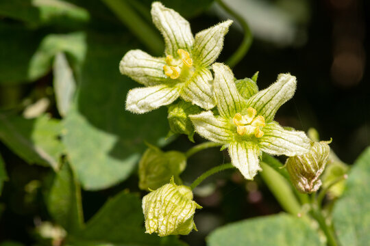 Macro shot of white bryony (bryonia alba) flowers