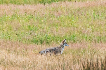 Naklejka na ściany i meble Coyote standing in tall grass listening for prey 