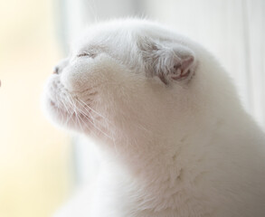 Fluffy White Scottish Fold Kitty Cat.