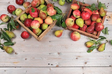 Autumn composition of apples and pears on a sunny table, thanksgiving day background, harvesting, healthy natural food concept, detox diet and body cleansing, place for text, banner