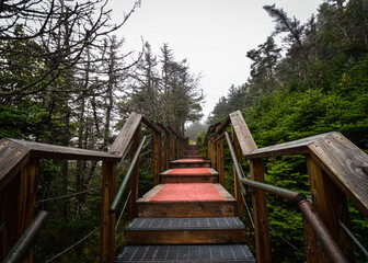 wooden bridge in the forest