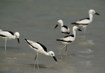 Crab plovers, one eating a crab at Busaiteen coast, Bahrain