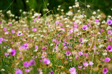 Fototapeta premium beautiful summer landscape with pink wild flowers