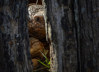 Obraz premium Detalle del ojo de una tortuga entre dos troncos de árbol en la naturaleza