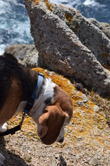 Perro mirando al suelo con rocas y mar de fondo