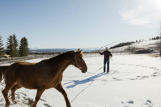 Male rancher training horse in sunny snowy paddock on winter ranch
