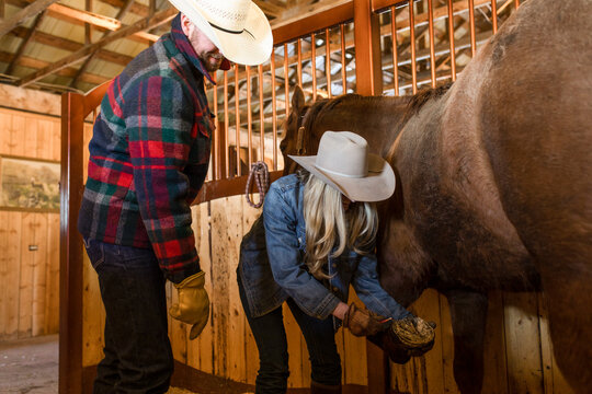 Ranchers cleaning horseshoe on horse in stable stall