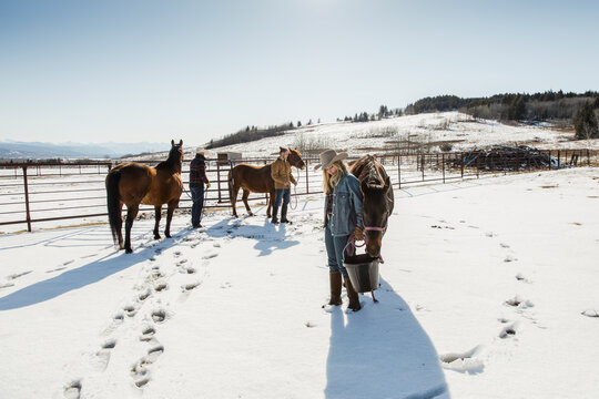 Ranchers with horses in sunny snowy paddock on winter ranch