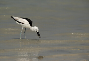 Crab plover catching a crab at Busaiteen coast, Bahrain