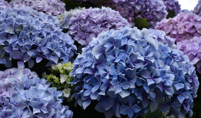 Bunch of blue and violet hydrangea flowers